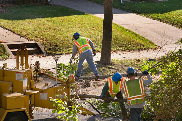 Best Stump Grinding and Removal  in Fort Recovery, OH